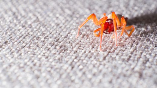 brown and black spider on grey textile