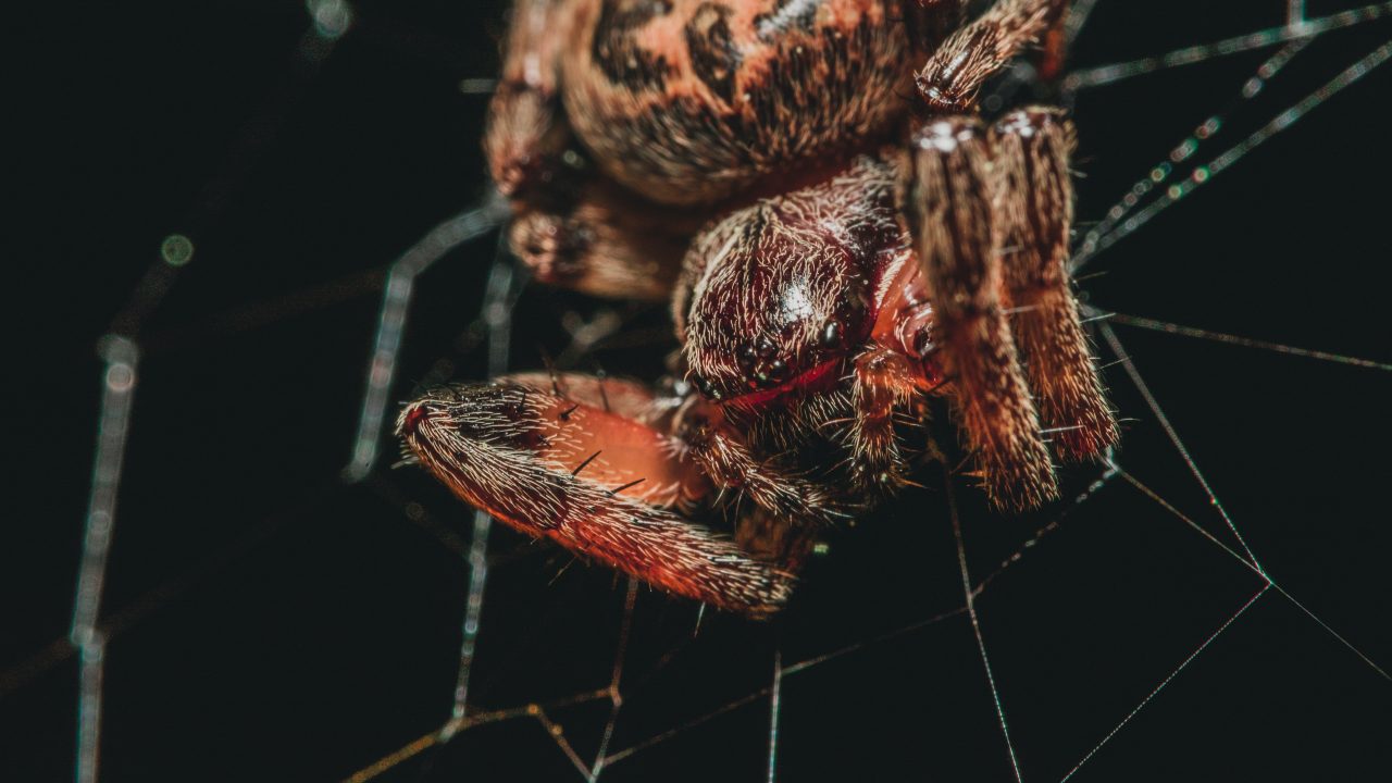macro photography of orange barn spider on web